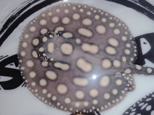 Freshwater stingray black diamond male 6inch