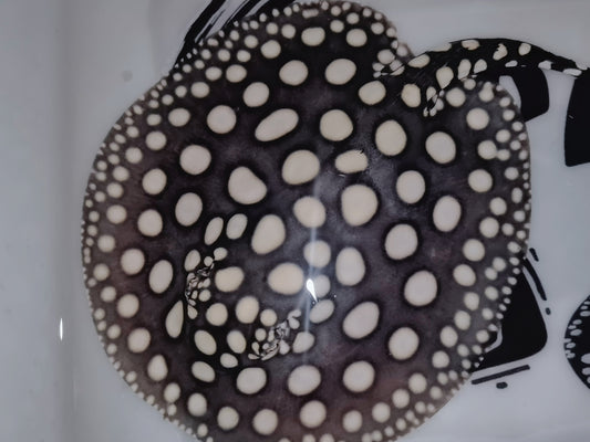Freshwater stingray black diamond male 7inch