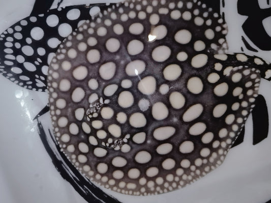 Freshwater stingray black diamond male 7inch