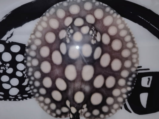 Freshwater stingray black diamond male 5inch