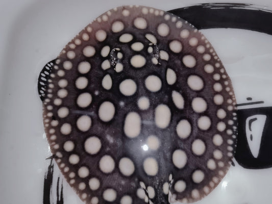 Freshwater stingray black diamond female 6 inch