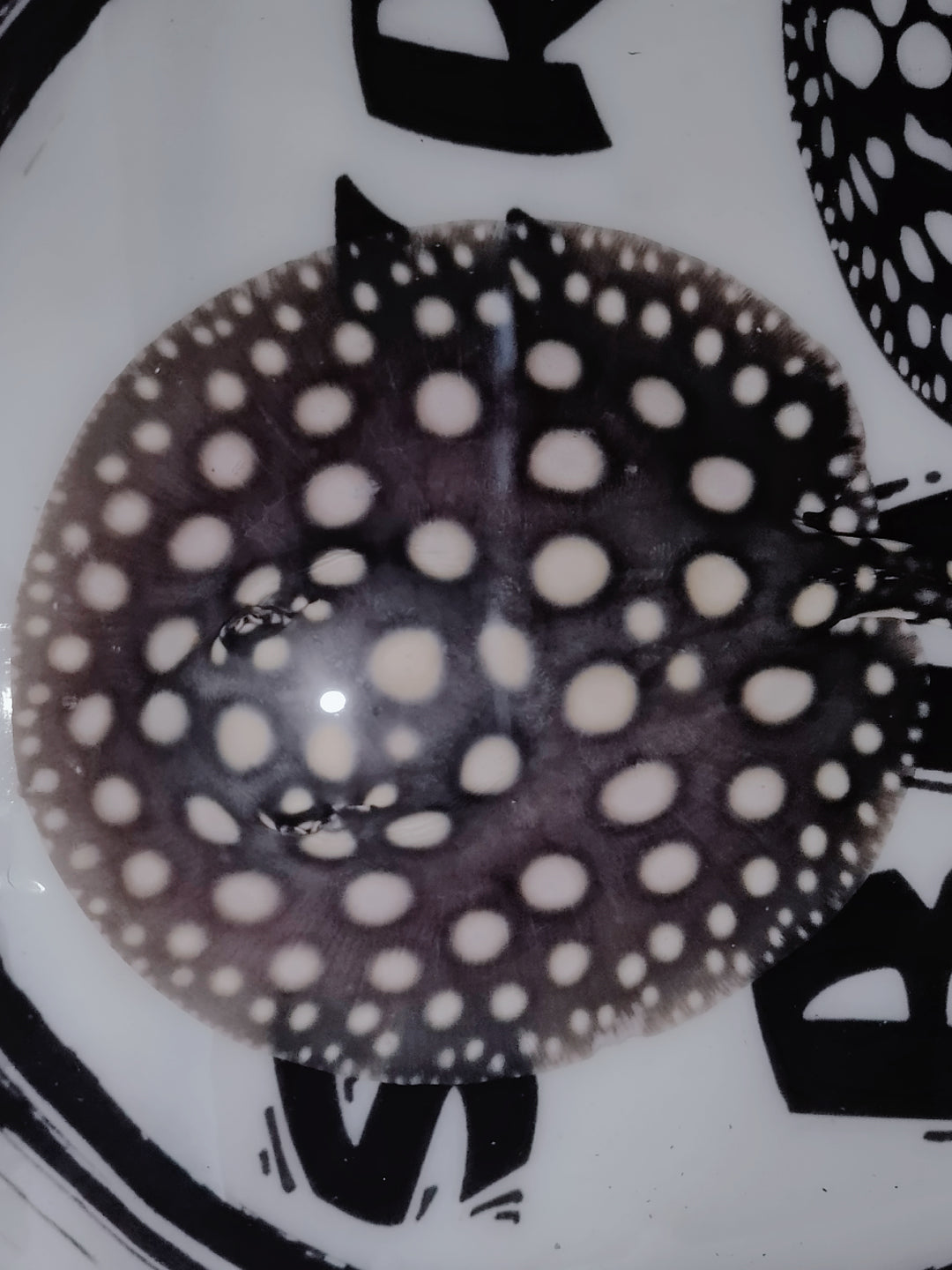 Freshwater stingray black diamond female 5inch (for beginner)