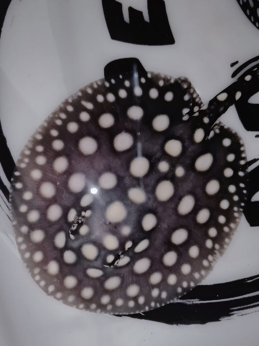 Freshwater stingray black diamond female 5inch (for beginner)