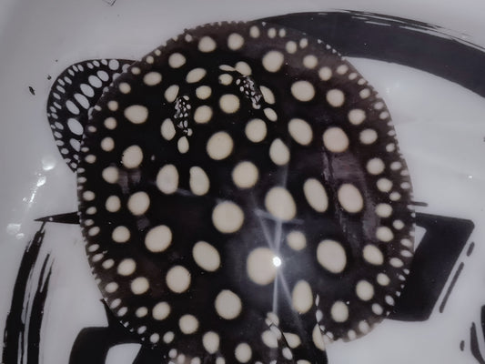 Freshwater stingray black diamond female 5inch (for beginner)