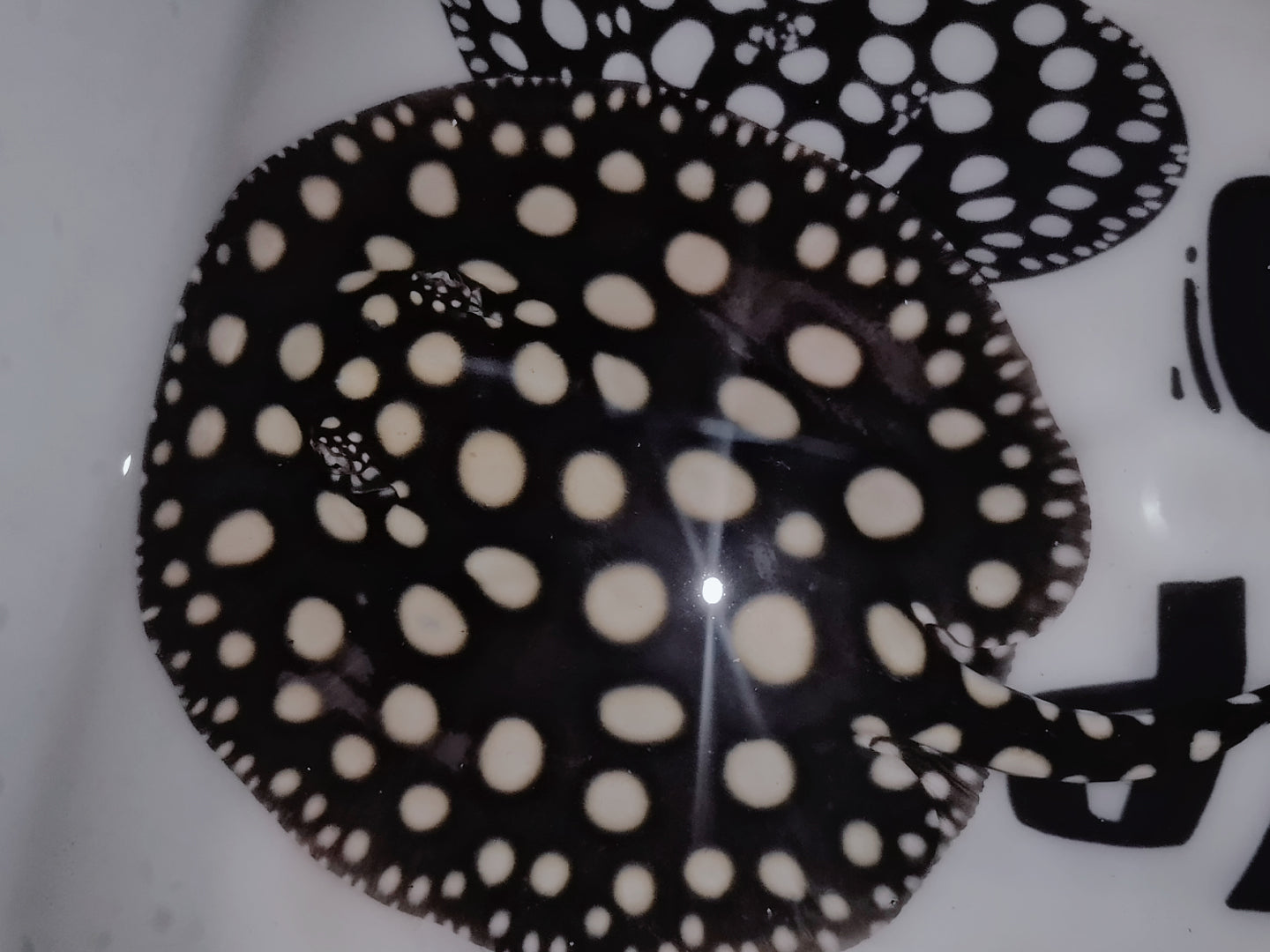 Freshwater stingray black diamond female 5inch (for beginner)