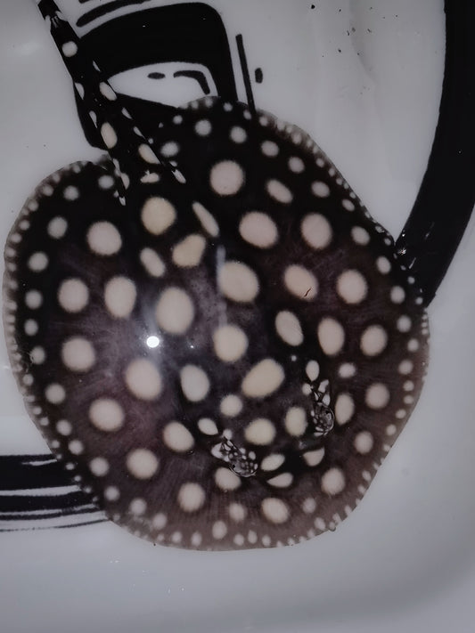 Freshwater stingray black diamond female 5inch (for beginner)