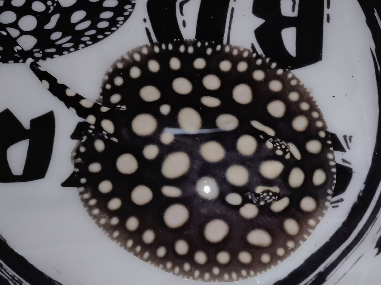 Freshwater stingray black diamond female 5inch (for beginner)