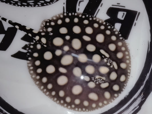 Freshwater stingray black diamond female 5inch (for beginner)
