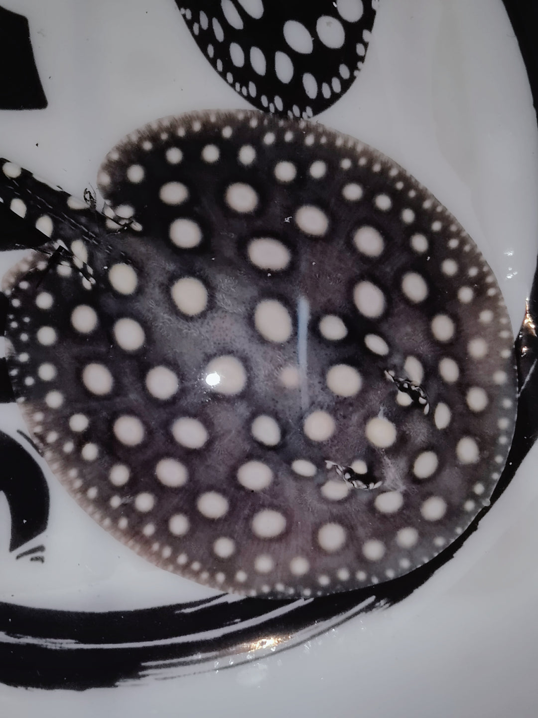 Freshwater stingray black diamond male 5inch (for beginner)
