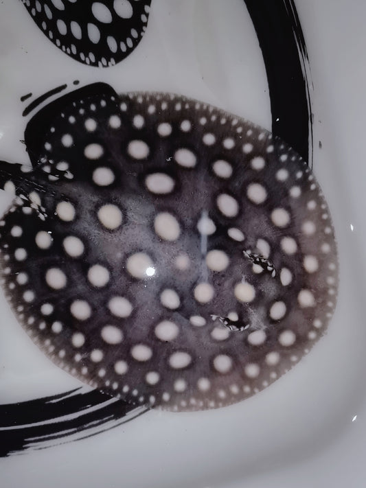 Freshwater stingray black diamond male 5inch (for beginner)