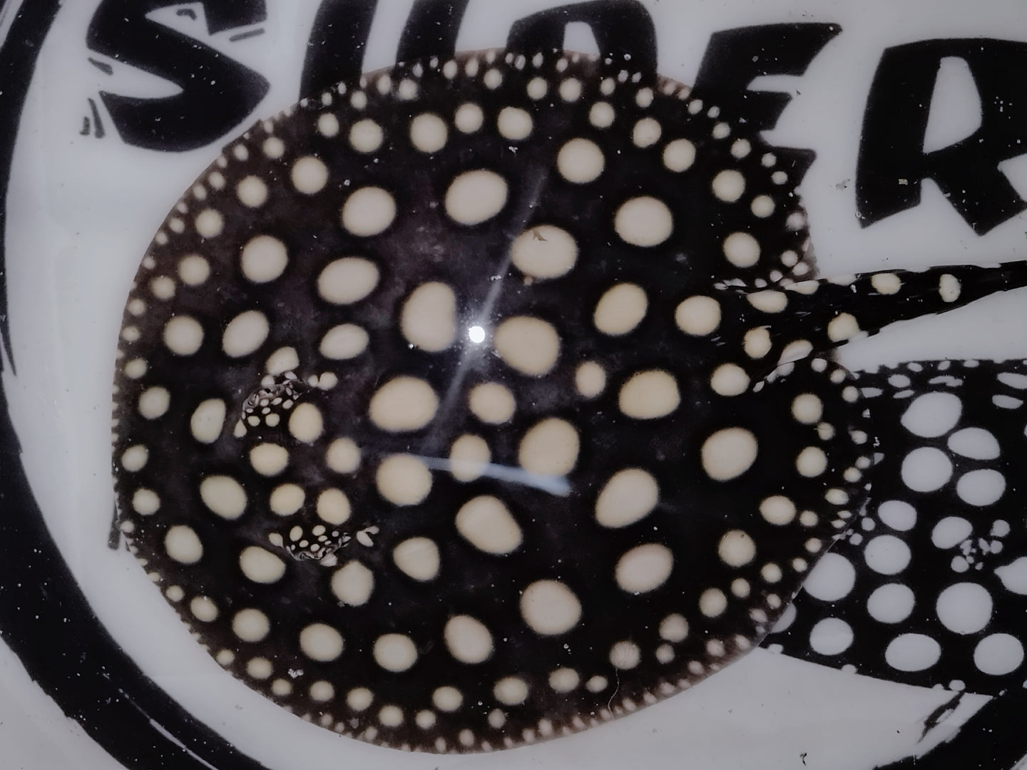 Freshwater stingray black diamond female 7inch