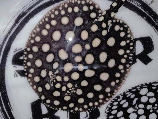Freshwater stingray black diamond female 7inch