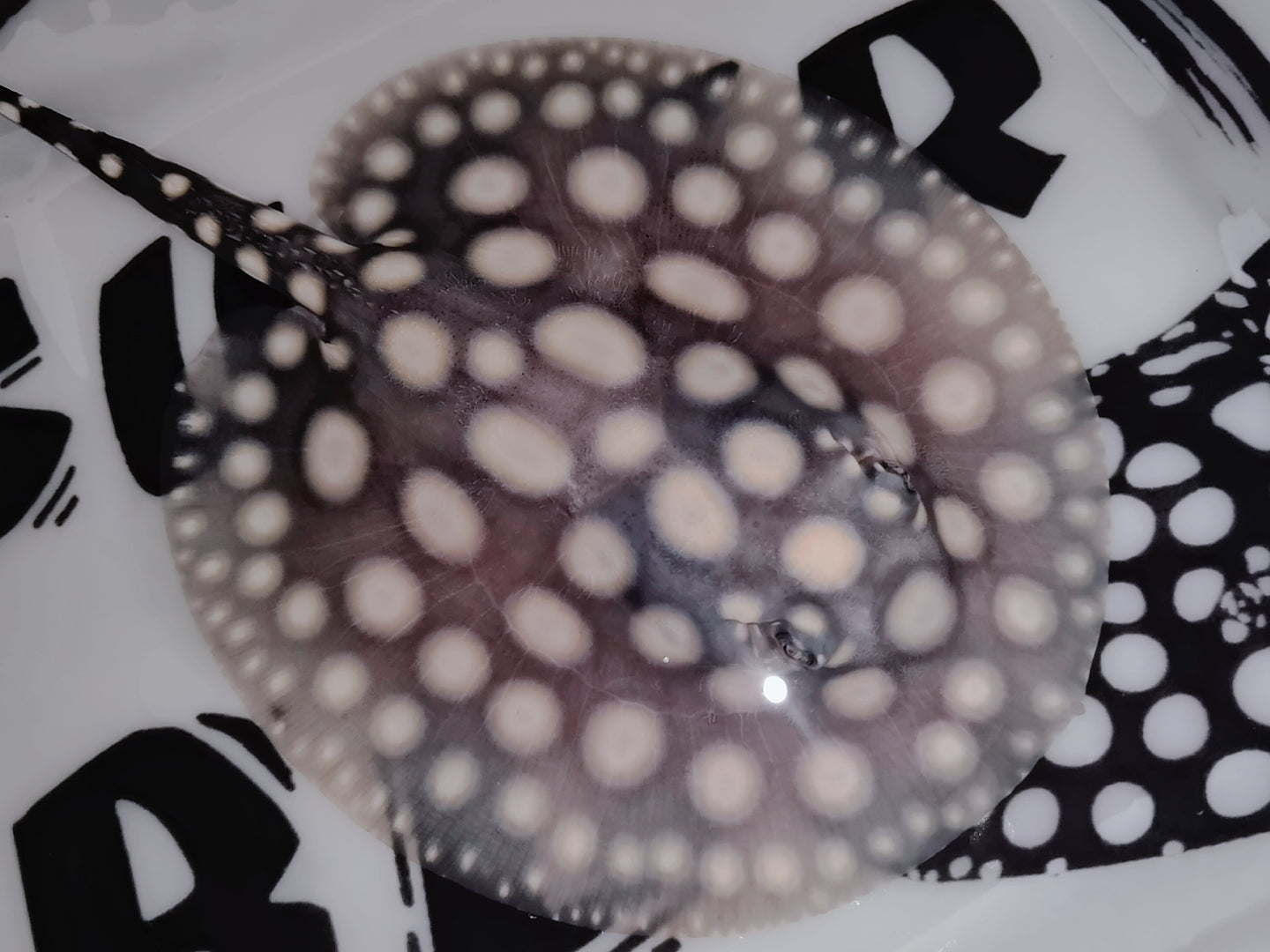Freshwater stingray black diamond male 5inch