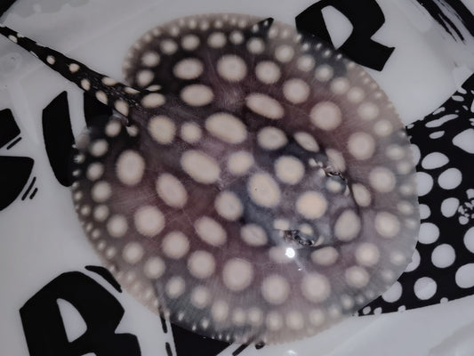 Freshwater stingray black diamond male 5inch