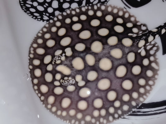 Freshwater stingray black diamond female 7inch