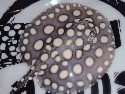 Freshwater stingray black diamond female 6inch