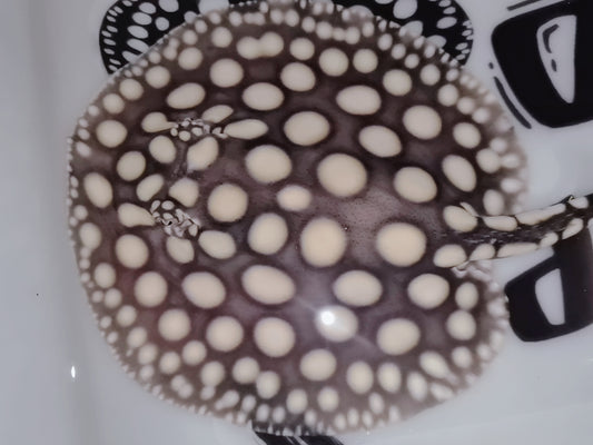 Freshwater stingray black diamond male 7inch