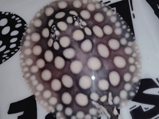 Freshwater stingray black diamond male 5inch