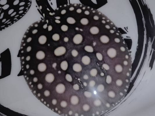 Freshwater stingray black diamond female 6 inch (for beginner)