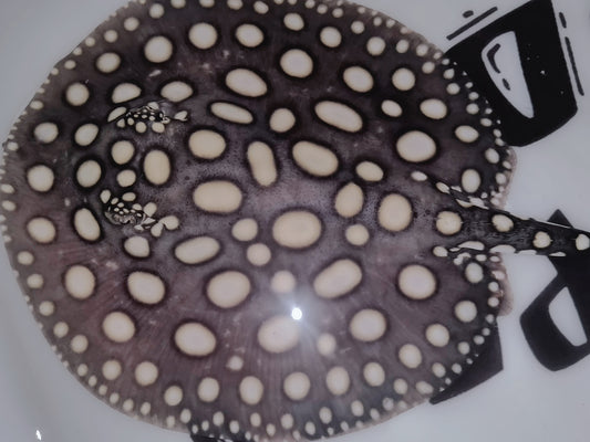 Freshwater stingray black diamond female 7inch