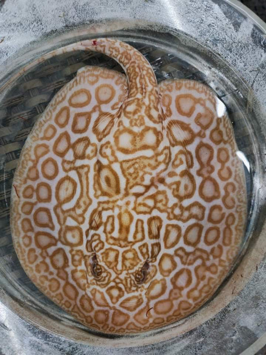 Freshwater stingray super hybrid albino male
