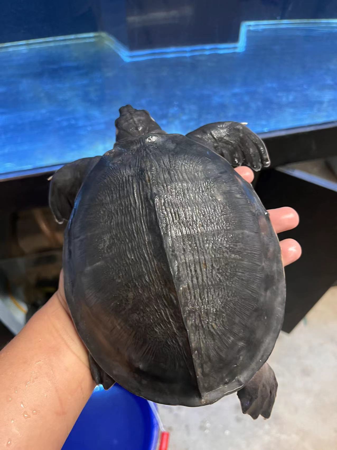 Fly River /Pig Nose Turtle female