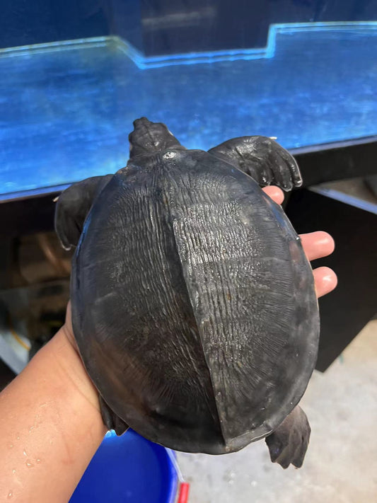 Fly River /Pig Nose Turtle female