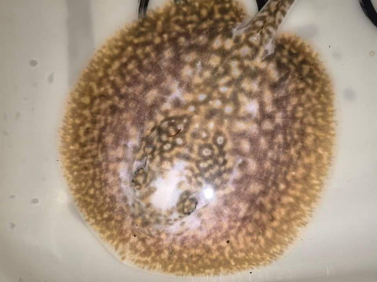 Freshwater stingray pearl piebald female