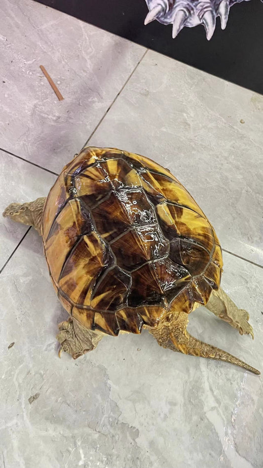 Morph/Panda  Common Snapping Turtle Breeder Male (Rare)