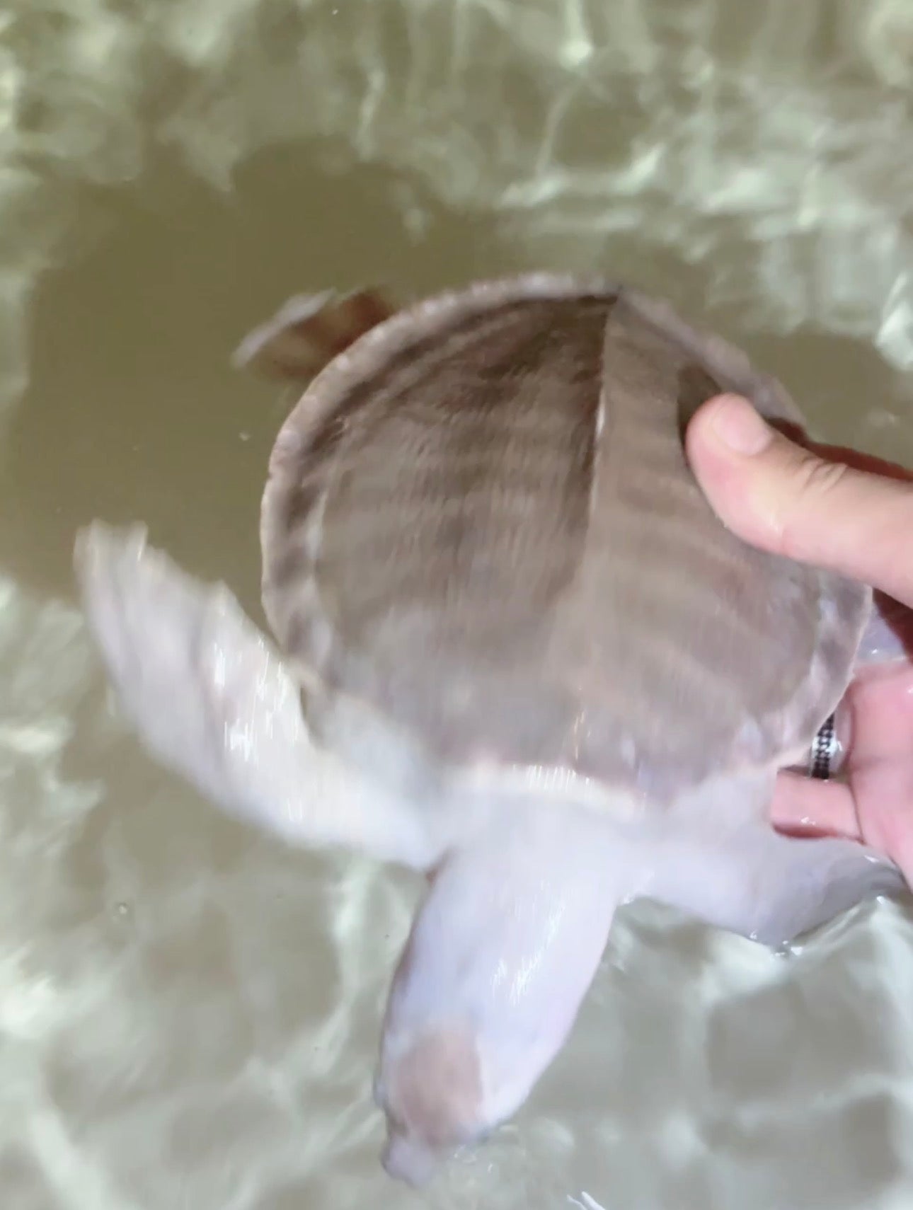 Fly River Turtle /Pig Nose Turtle