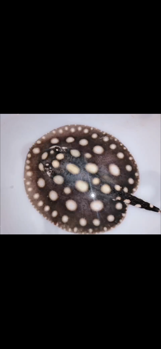 Freshwater stingray black diamond female  6inch