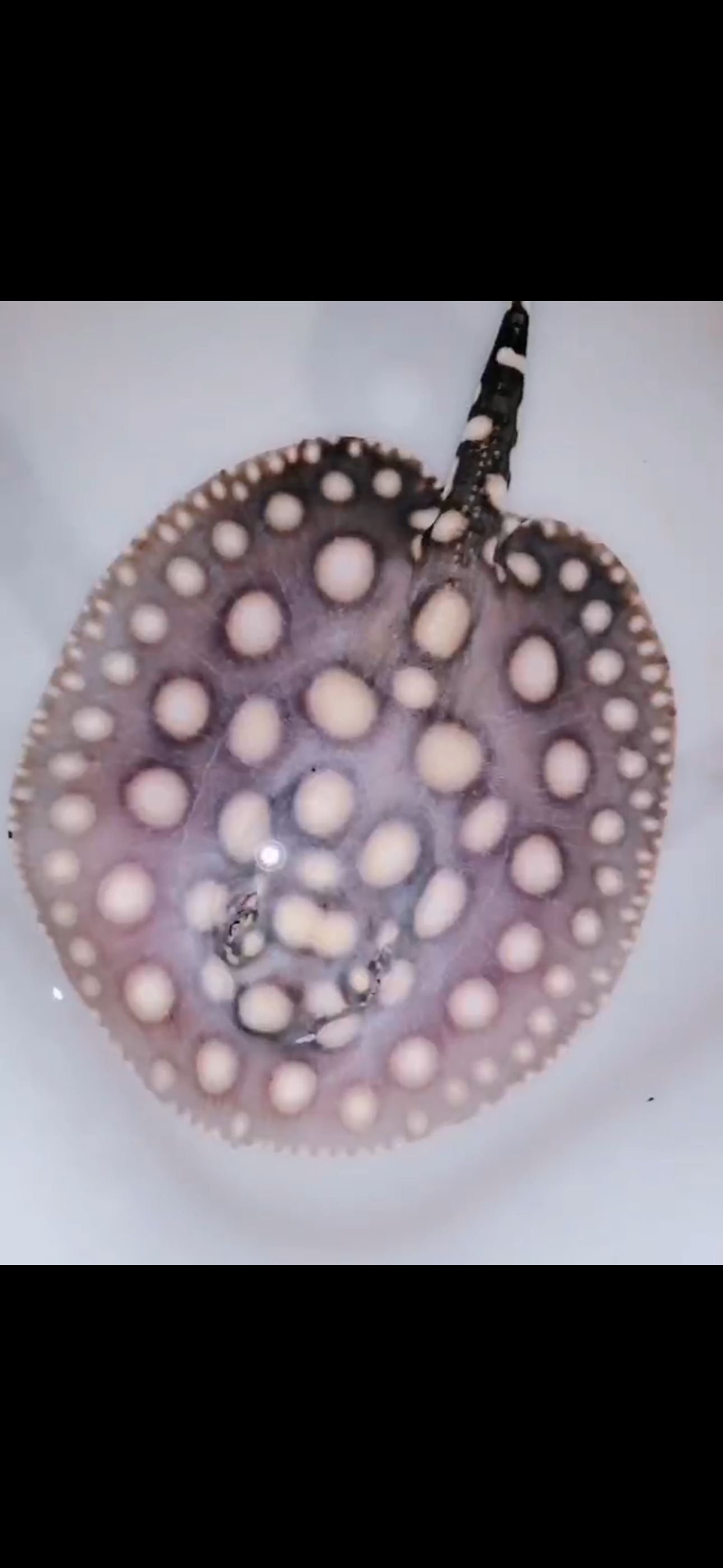 Freshwater stingray black diamond male 7inch – Super BD Stingray