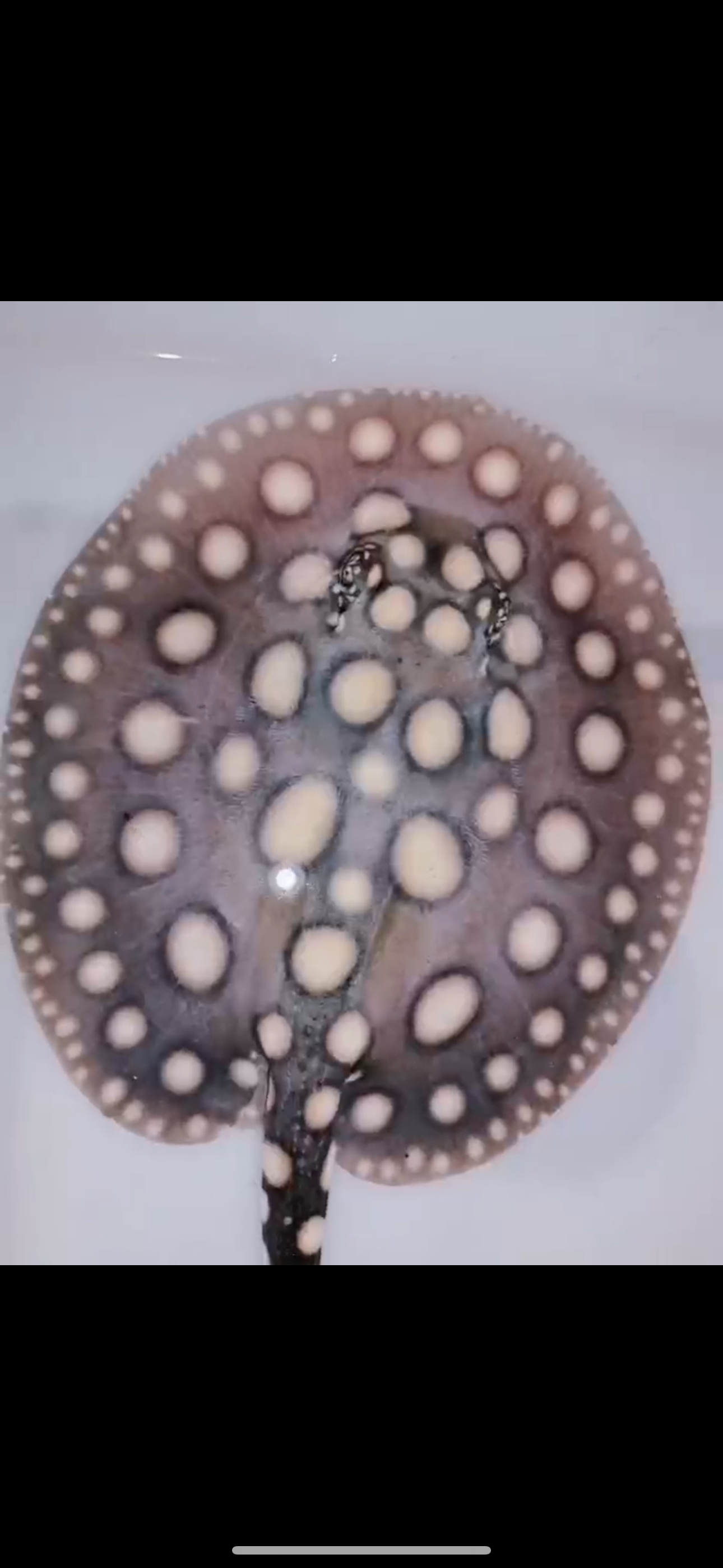 Freshwater stingray black diamond male 7inch – Super BD Stingray