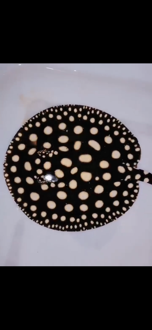 Freshwater stingray black diamond female 7inch