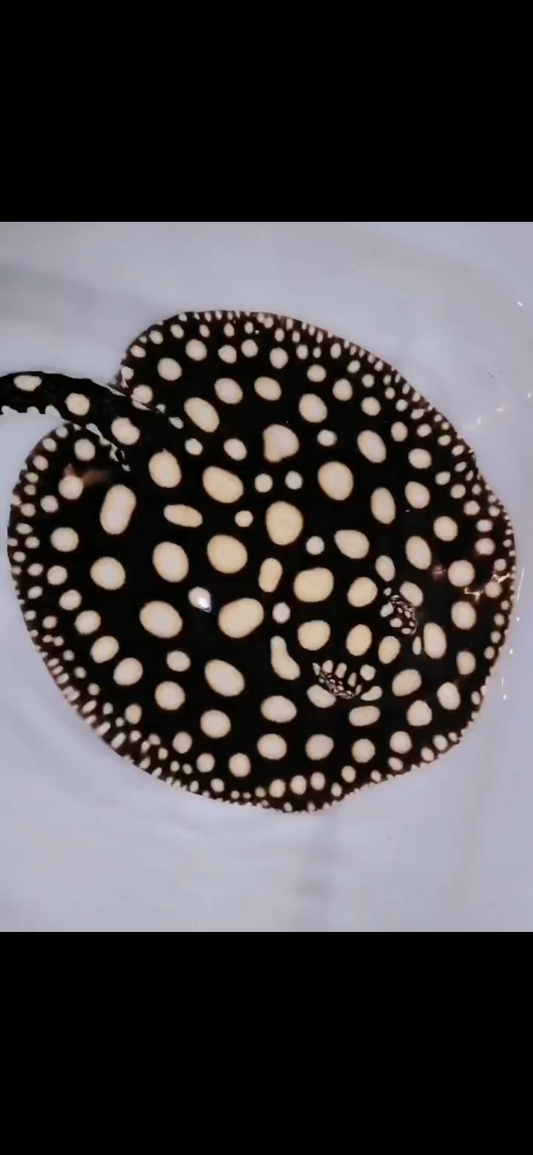 Freshwater stingray black diamond female 7inch