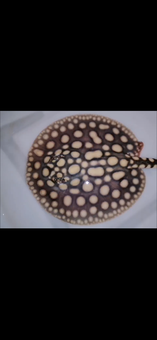 Freshwater stingray black diamond male 7inch