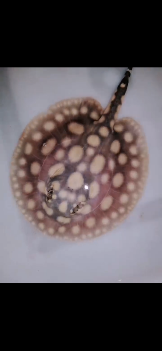 Freshwater stingray black diamond male 5inch