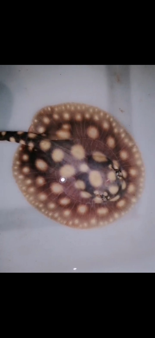 Freshwater stingray black diamond female 5inch