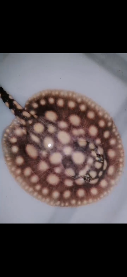 Freshwater stingray black diamond female 5inch