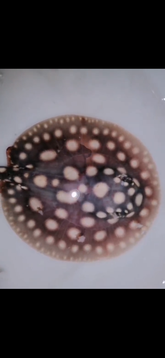 Freshwater stingray black diamond female 5inch