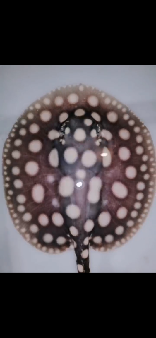 Freshwater stingray black diamond male 5inch