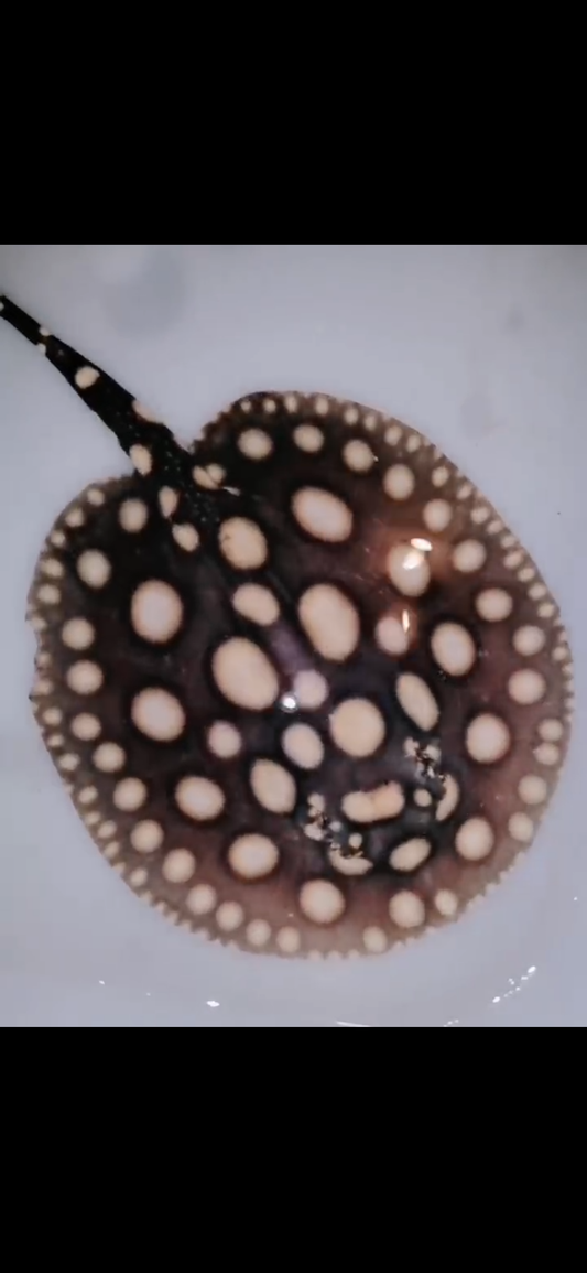 Freshwater stingray black diamond male 5inch