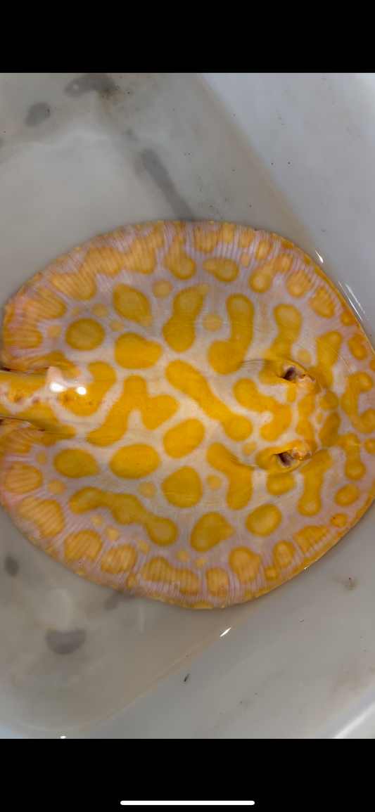 Freshwater stingray albino black diamond hybrid male 9inch