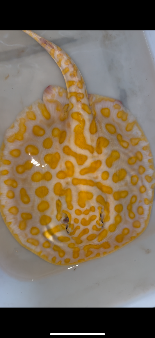 Freshwater stingray albino black diamond hybrid female 10inch