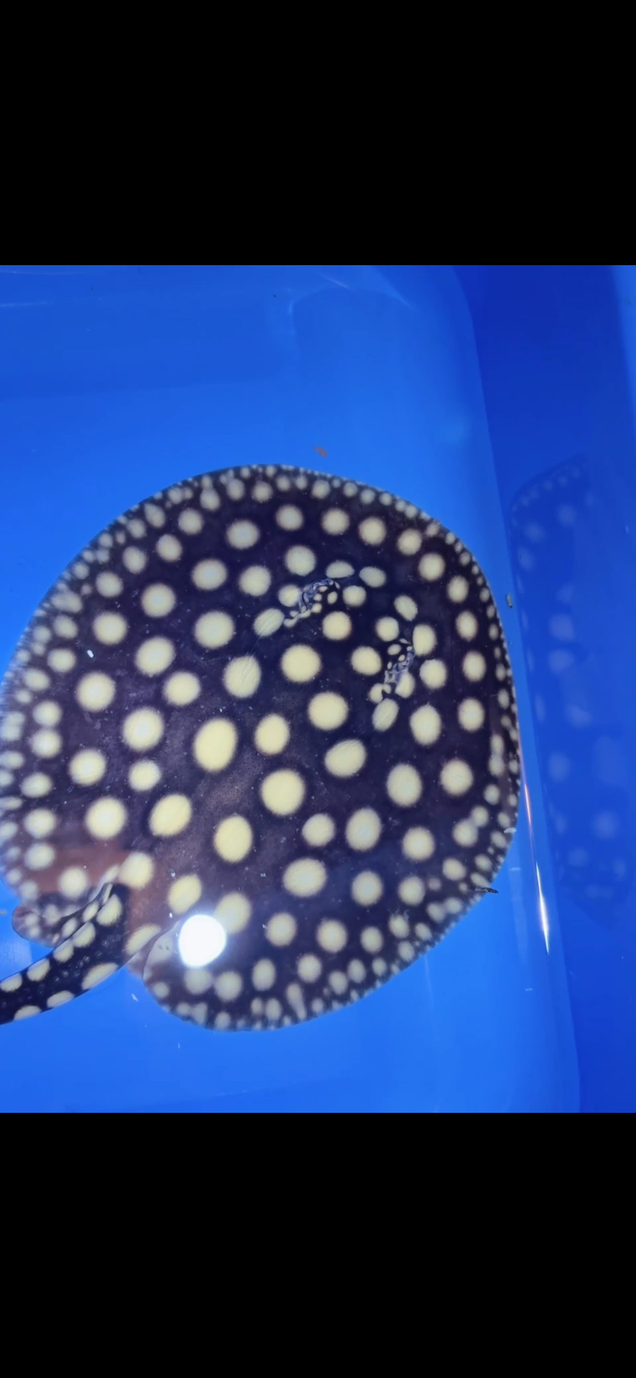 Freshwater stingray black diamond female 6inch 1