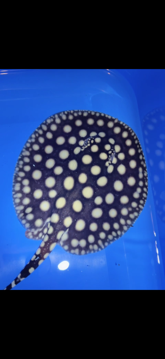 Freshwater stingray black diamond female 6inch 1