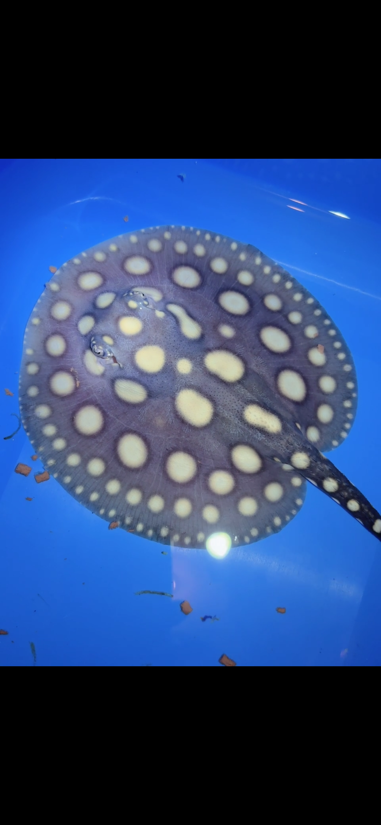 Freshwater stingray black diamond female 6inch 2 – Super BD Stingray