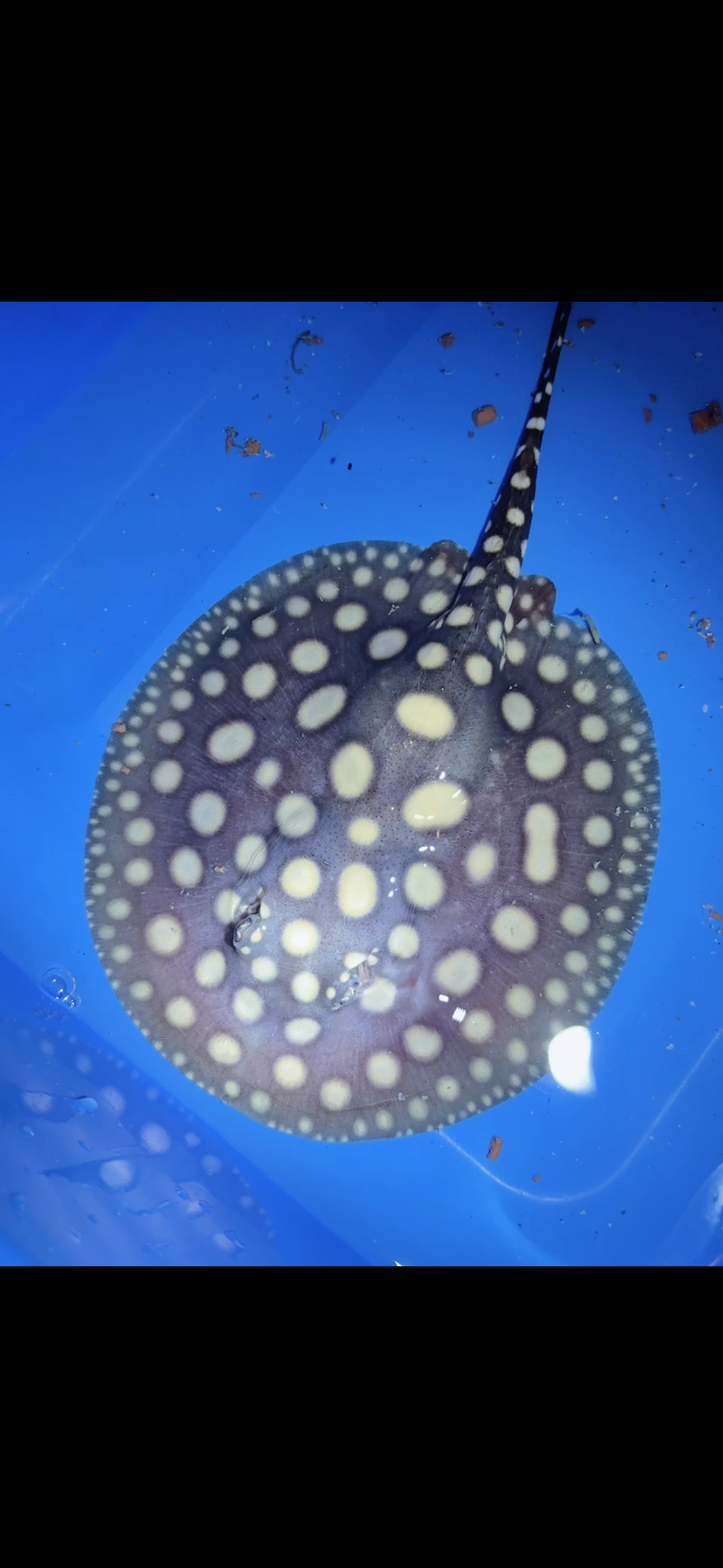 Freshwater stingray black diamond male 6inch 3