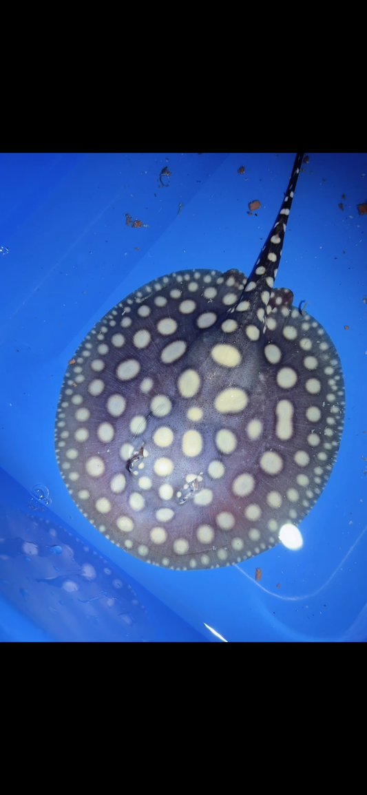 Freshwater stingray black diamond male 6inch 3