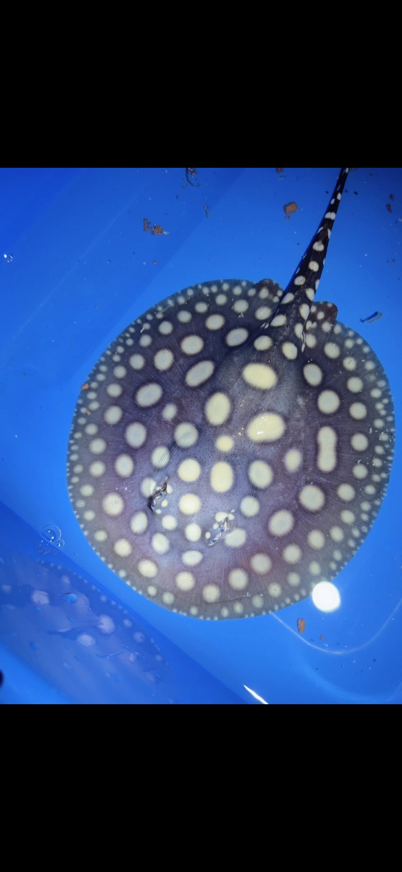 Freshwater stingray black diamond male 6inch 3